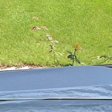 HOOD MOULDING